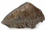 Fossil Woolly Mammoth Upper M Molar - Poland #357014-1